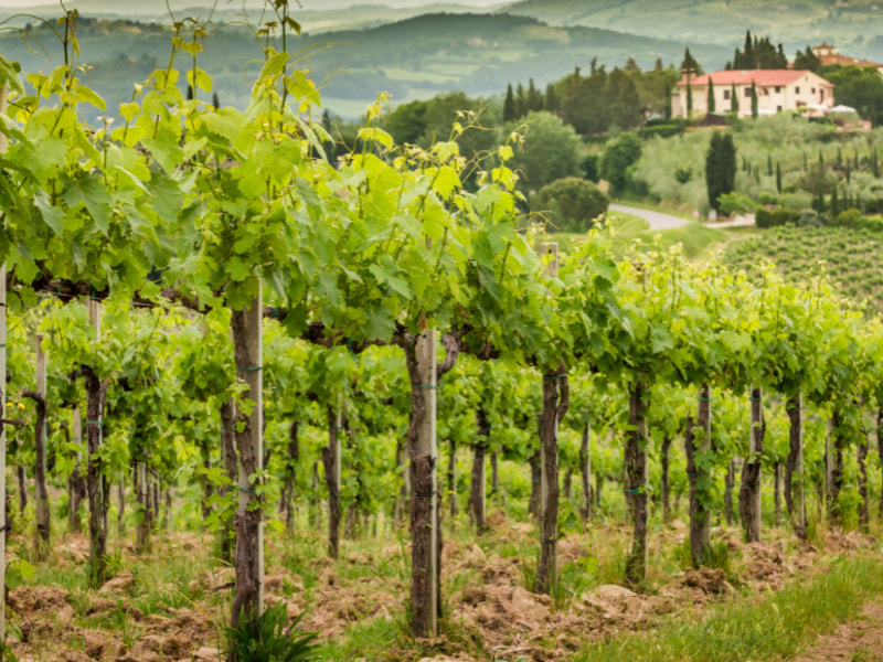 Heart of Florence and Tuscany in a Day